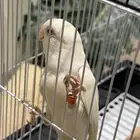 روز البينو
