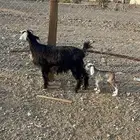 جفرة جذعه والد