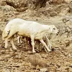 خروف حري غير مشروط طول ومد  ماشاءلله