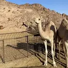 بكره مهجنه للبيع