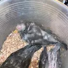 فروخ هولندي