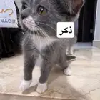 قطط كيتن للبيع