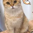 قطة سكوتش فولد