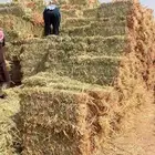 علف ذره جيزاني