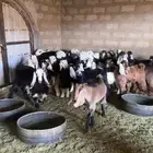 بهم تيوس وطليان