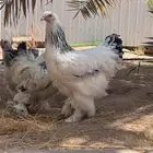 دجاج براهما فاخر