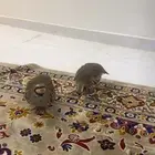 جوز شنير منتج