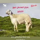 ذبايح  غنم  حشو