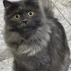 قطوه للبيع الفصيله العمر 5شهور مطعم جميع التطعيمات