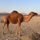 نياق حمر ساحلي