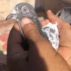 جوز للبيع