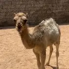 قعود للبيع العمر ثلاث شهور على السوم رقم التواصل
