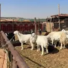 تمايم خرفان