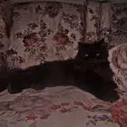 انثى لتزواج