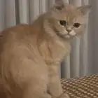 للبيع قط