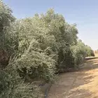 بيع ثمر الزيتون