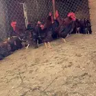 بيض مخصب فرنسي عسلي TOP