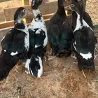 للبيع بط مصري
