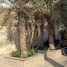 نخل للبيع