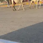للبيع عشرا ثنيه وضحى(تم البيع