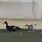بط موسكوفي 20 وحده
