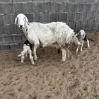 حريه متوم تم البيع