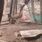 دجاجه سندي مستورده