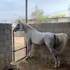 حصان واهو ورق
