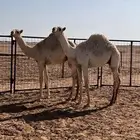 حشو للبيع