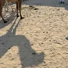 بكره حقه شعلا