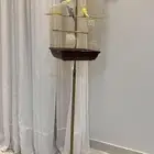 طيور الحب