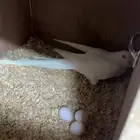 زوج درة البينو جالس على بيض حاليا