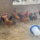 ديوك بلدي فاخره