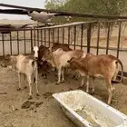 7 حسايل اناثي