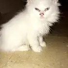 هملايا العمر شهرين او ثلاثه البيع 500