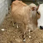 بقر