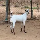 مشروع فحل بيشي
