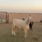 للبيع