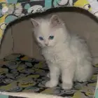 قطه شيرازي للبيع