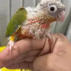 فرخ كنيور أناناس مشروع هدد