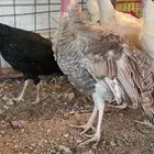 تم البيع الحمدالله الله يبارك له يارب