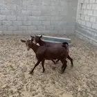 جفار جنوبيه