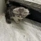 قط ذكر كتن للبيع