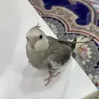 كروان عمر شهرين