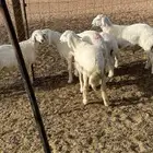 للبيع خرفان حريه