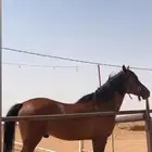 حصان جزيري