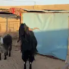 تيس فحل للبيع