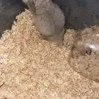 انثى هامستر روسي حامل