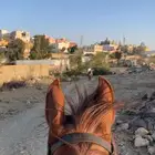 فرس لقاح للبيع