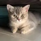 قط سكوتش ستريت